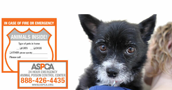 Keep Your Pets Safe with Free ASPCA Magnets and Decals! — free sample: The ASPCA Pet Safety Pack helps ensure your pets' safety in emergencies. It contains a pet rescue wi