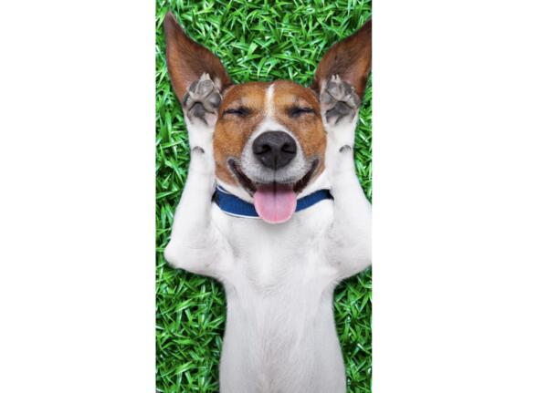 ButcherBox Giveaway! Get Premium Dog Food for FREE (Worth $59)! — free sample: Butcherbox For Pets is offering a free 8-pound pack of premium fresh dog food, regularly priced at $